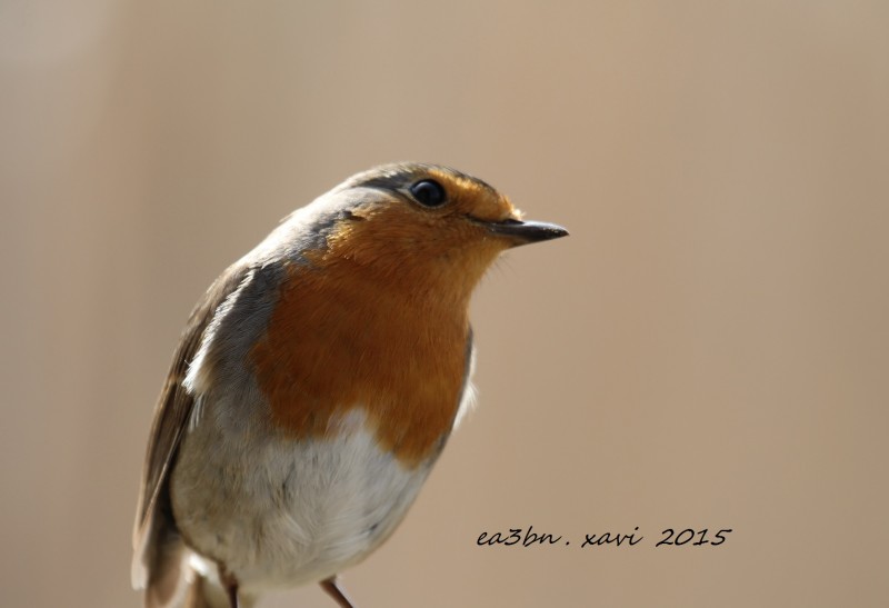 IMG_0785Erithacus rubecula.jpg