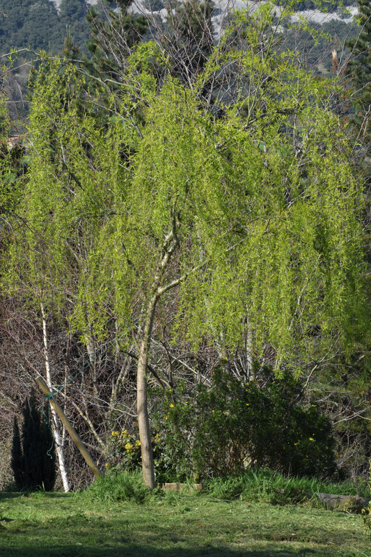 Salicaceae - Salix babylonica 2-01.jpg
