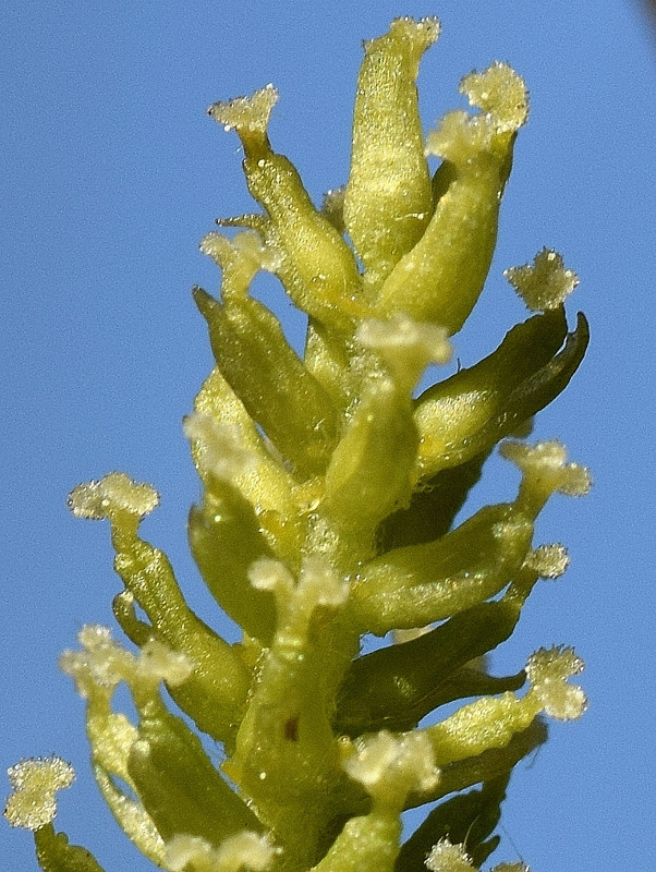 Salicaceae - Salix babylonica 3-01.jpg