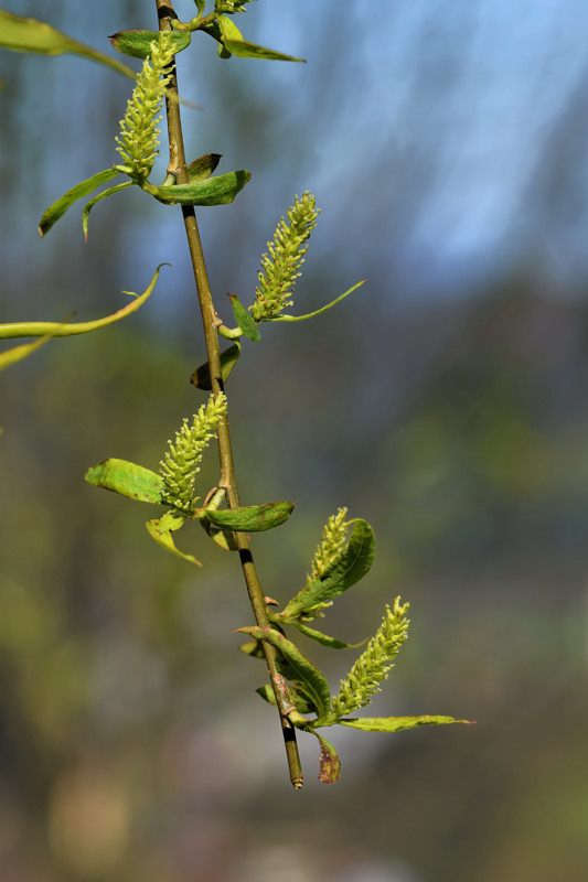 Salicaceae - Salix babylonica 5-01.jpg