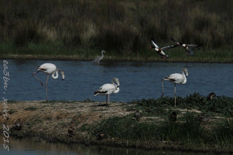 IMG_2463tresflamencos.jpg