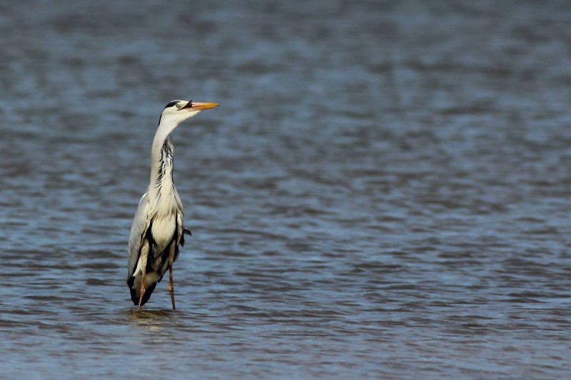 Garça-real (Ardea cinerea)_1.jpg