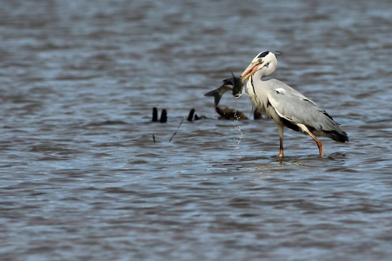 Garça-real (Ardea cinerea).jpg