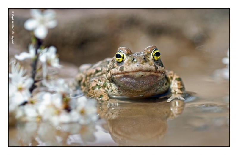 Sapo corredor (Definitivo).jpg