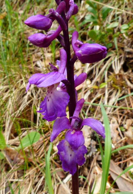Orchis mascula 851.jpg