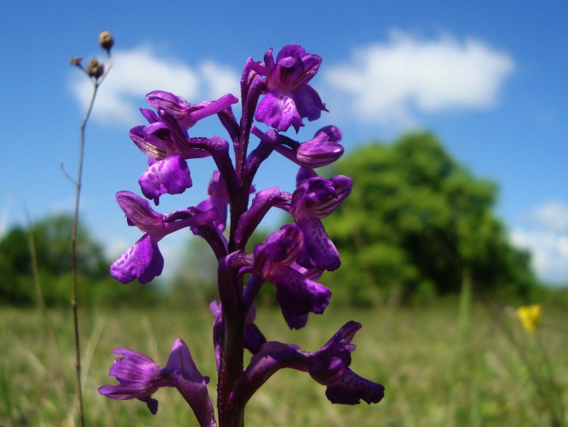 Orchis morio (1).jpg