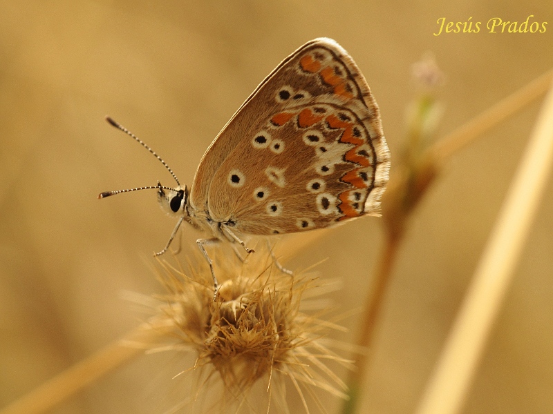 Lepidoptera-120823-1_10.JPG