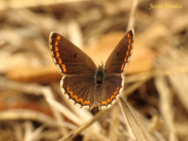 Lepidoptera-120823-1_1.JPG