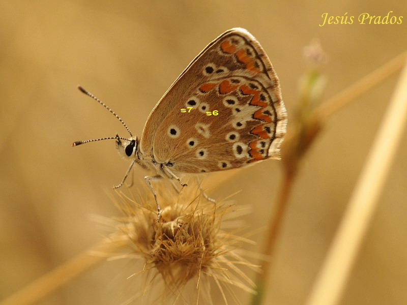 Lepidoptera-120823-1_10 bis.jpg