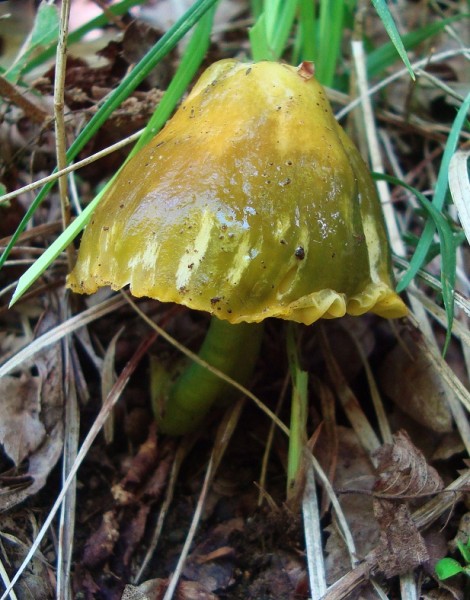 Hygrocybe psittacina 1 (2).jpg