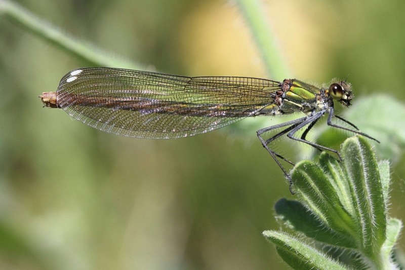 Calopteryx xanthostoma - (femea).jpg