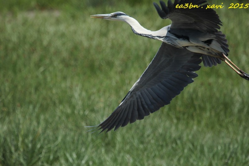 IMG_6300ardea cinerea.jpg