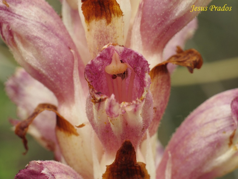 Orobanche latisquama_7.JPG