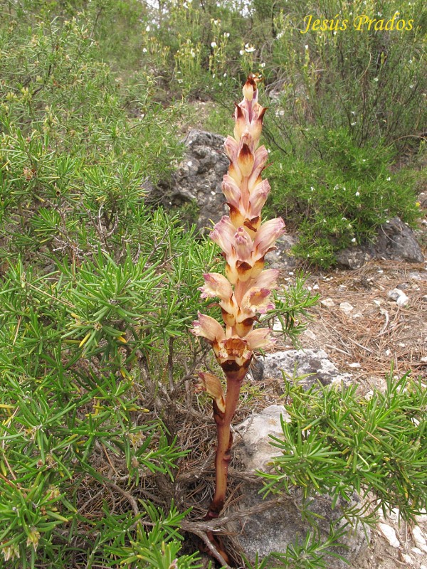 Orobanche latisquama_6.JPG