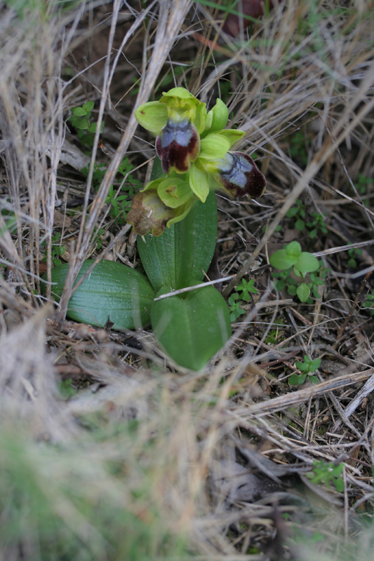 Orphys lupercalis.jpg