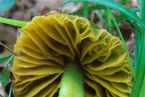 Hygrocybe psittacina 1 (3).jpg