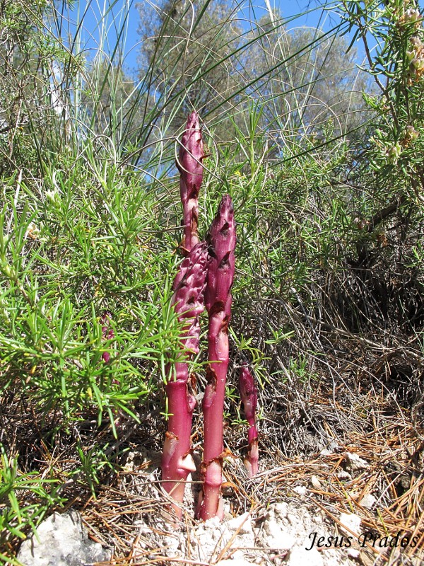 Orobanche latisquama_2.JPG