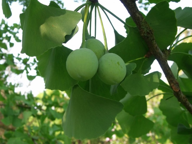 Ginkgo biloba R1.jpg