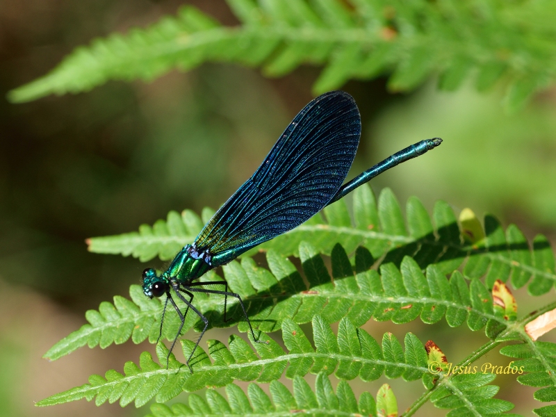 Calopteryx virgo subsp. meridionalis_28.JPG