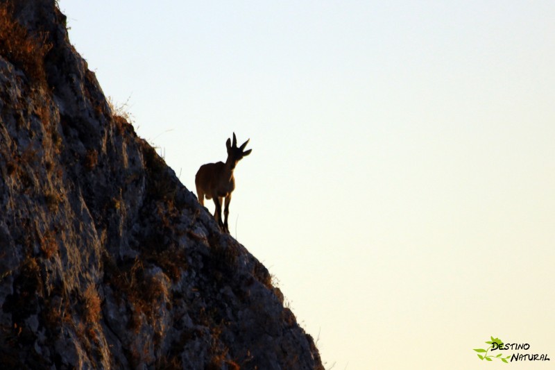 Cabra montes Estepa.jpg