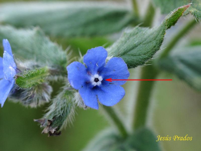 Pentaglottis sempervirens_11.JPG