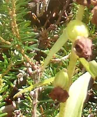 detalla flor orquidea.jpg