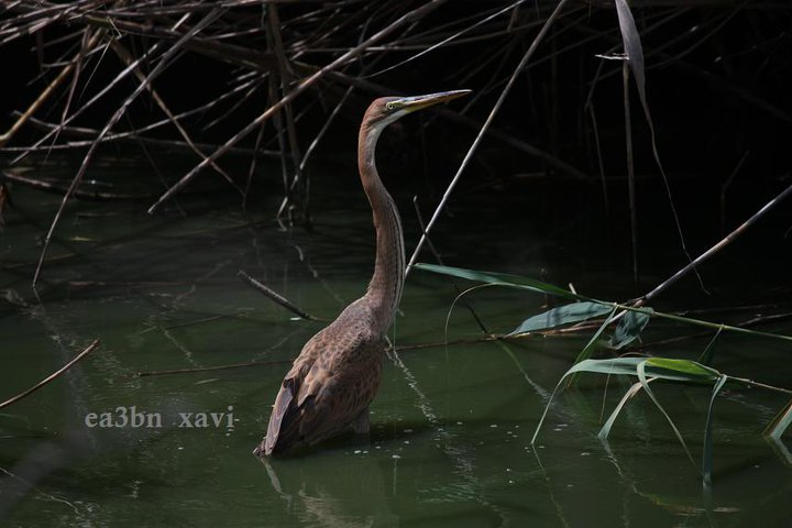 Ardea purpurea3.jpg