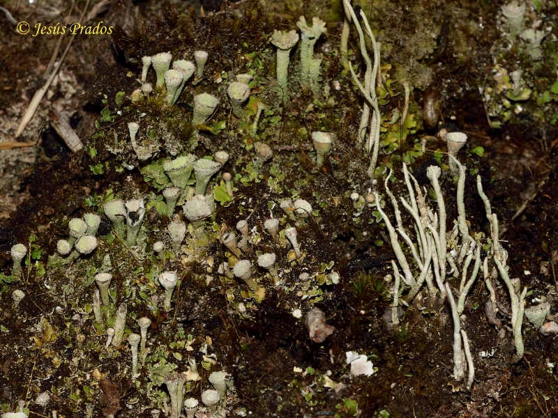 Cladonia 150825_12.JPG