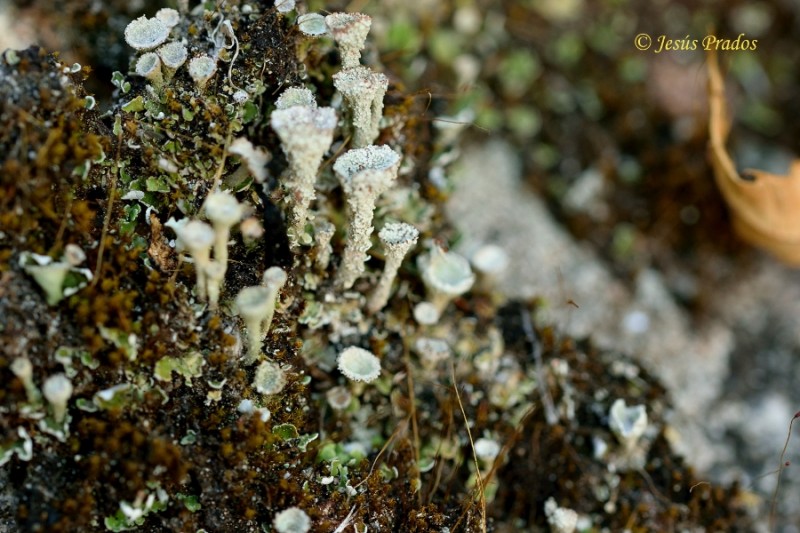 Cladonia 150825_1.JPG