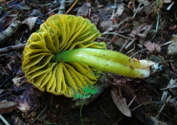 Hygrocybe psittacina 1 (1).jpg