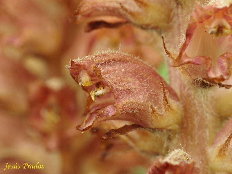 Orobanche-110523_5.JPG