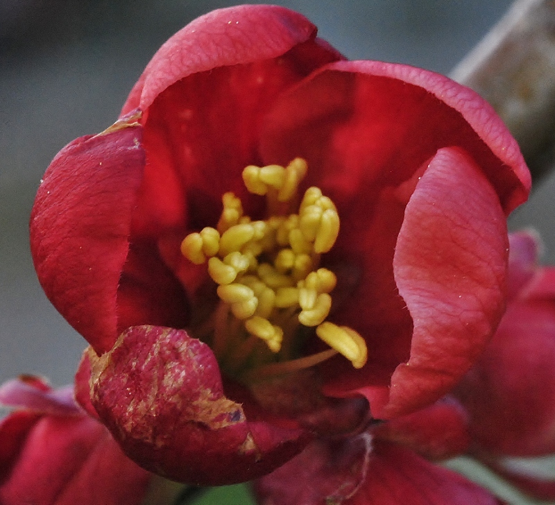 Rosaceae - Chaenomeles japonica 1 (800x728).jpg