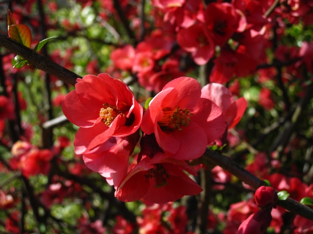 Rosaceae - Chaenomeles japonica 3 (640x480).jpg