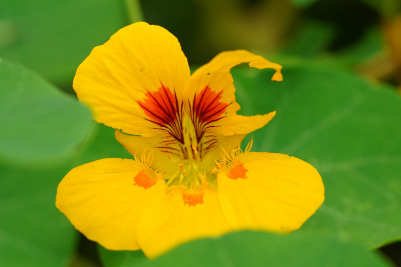 Tropaeolaceae - Tropaeolum majus 2-01.jpg