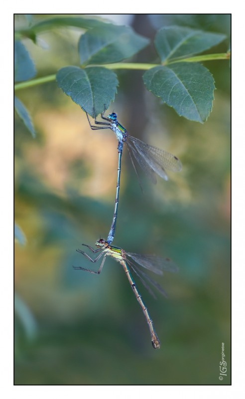 Tandem de Lestes sponsa (+17 Intensidad).jpg