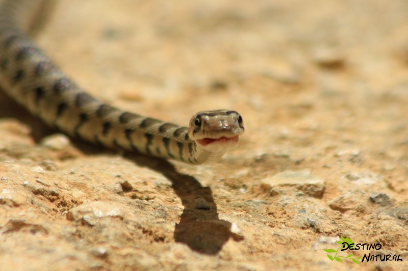 Culebra herradura careto.jpg