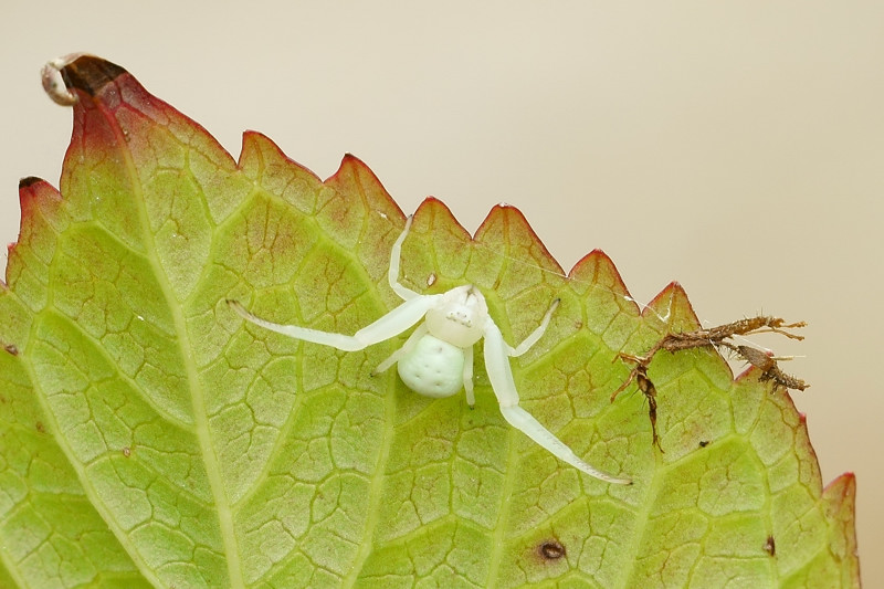 Misumena vatia 10-01.jpg