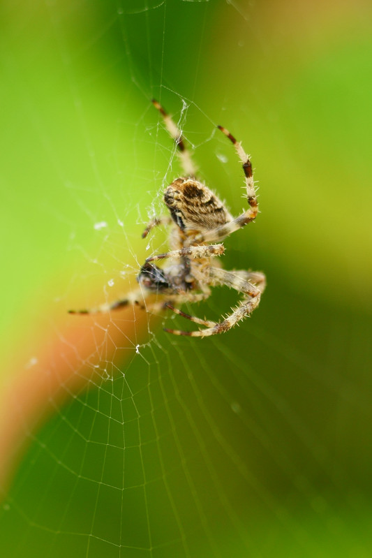 Araneus diadematus 12-01.jpg