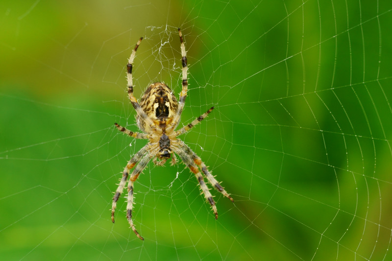 Araneus diadematus 13-01.jpg