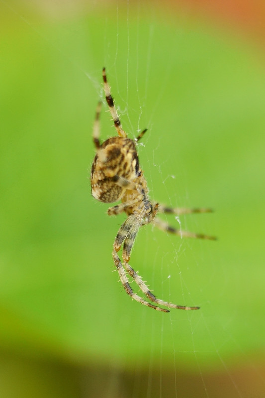 Araneus diadematus 14-01.jpg