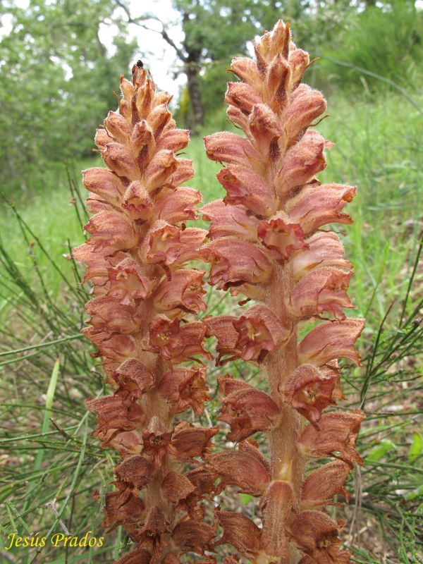 Orobanche-110523_3.JPG