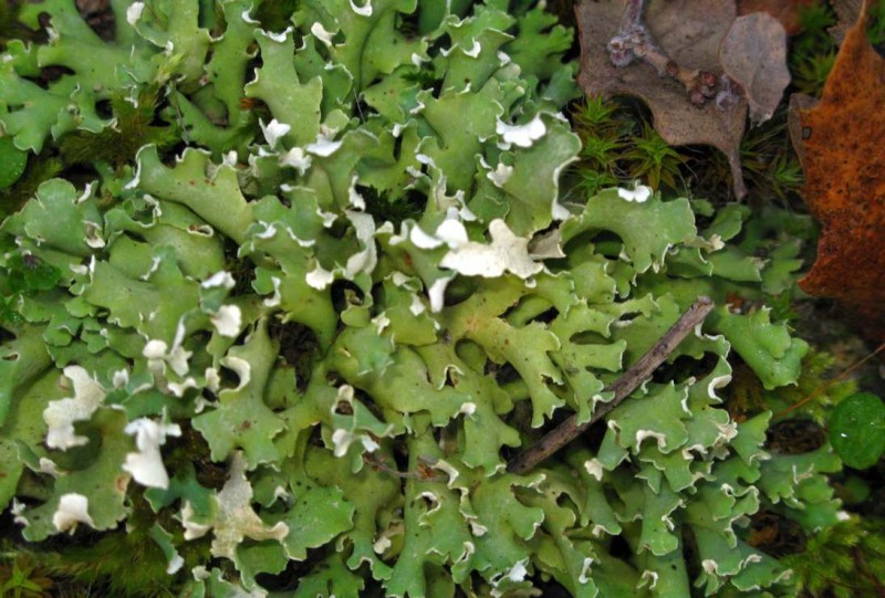 Cladonia Ra6.jpg