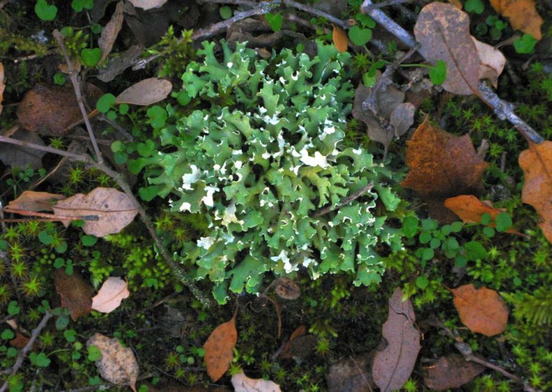 Cladonia Ra3.jpg