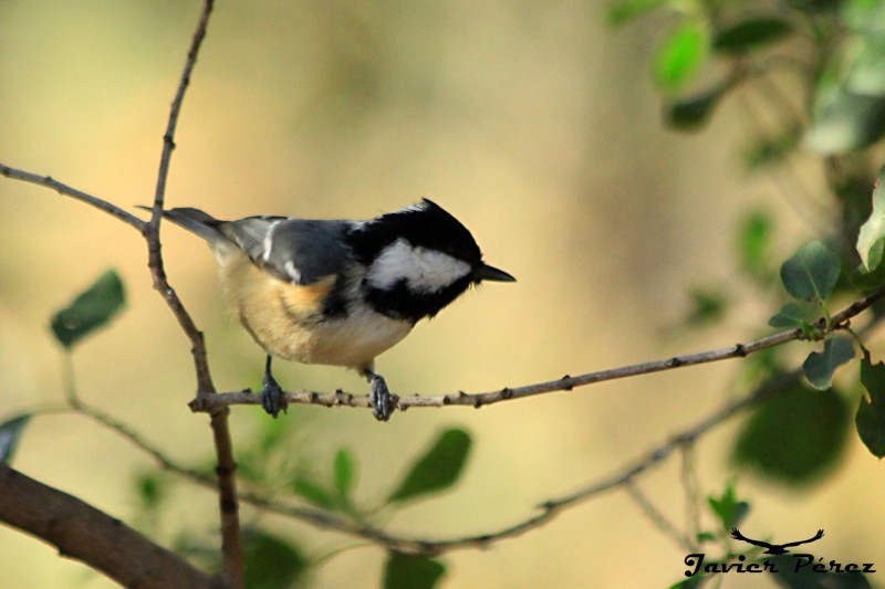 Carbonero garrapinos Estepa.jpg