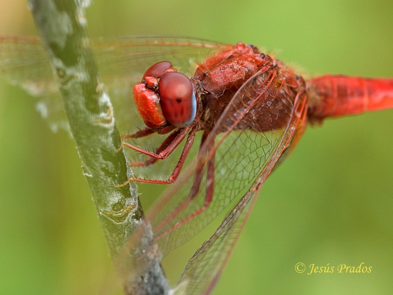 Crocothemis erythraea_7.JPG