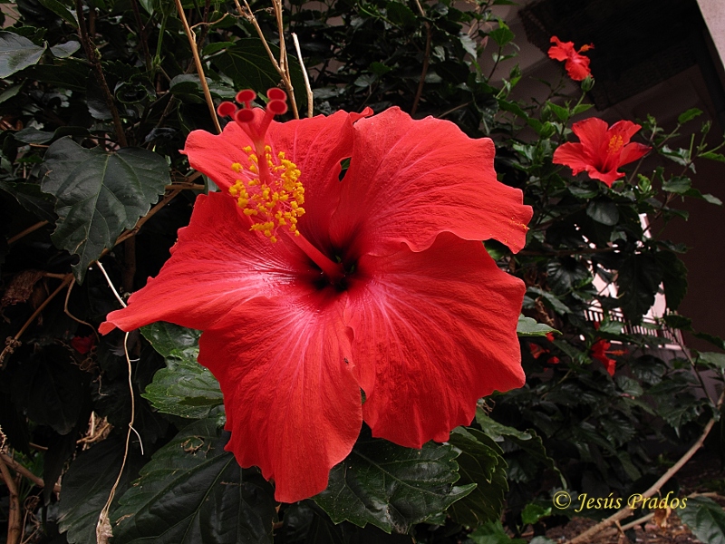 Hibiscus rosa-sinensis_3.JPG