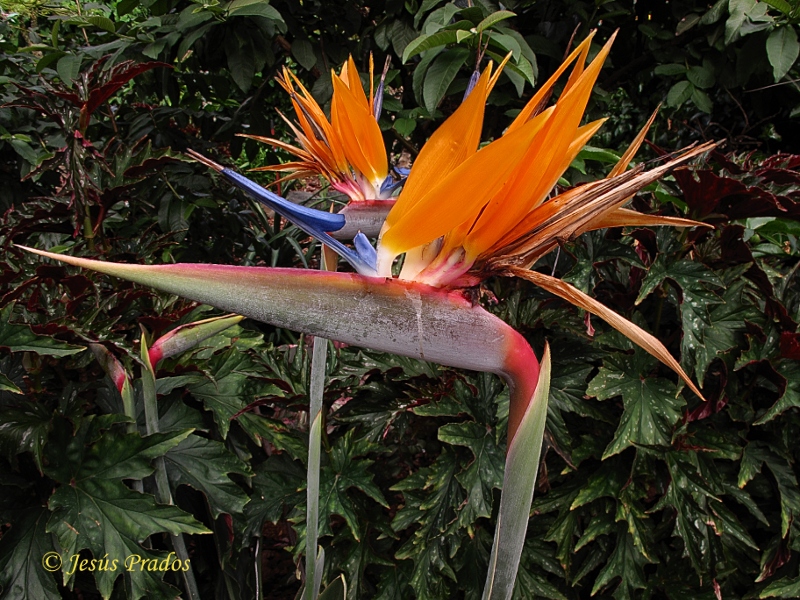 Strelitzia reginae_3.JPG