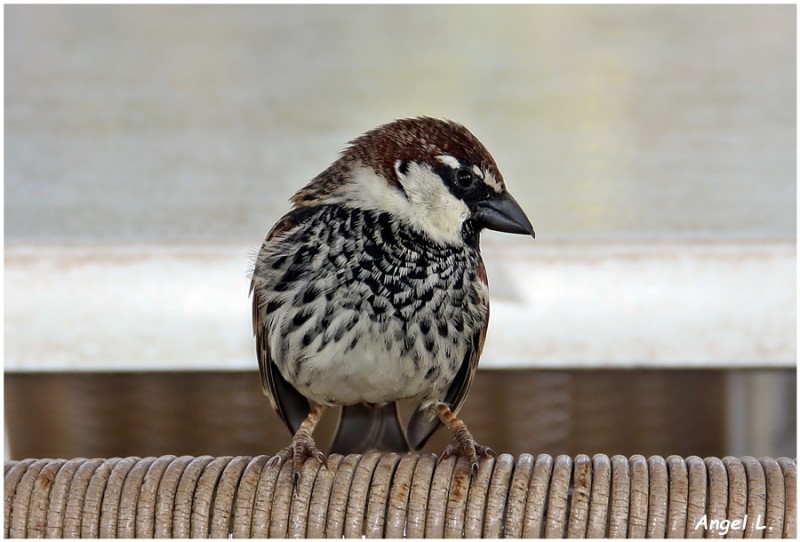 Passer hispaniolensis, Adeje (Santa Cruz de Tenerife), 16 ene 16.JPG