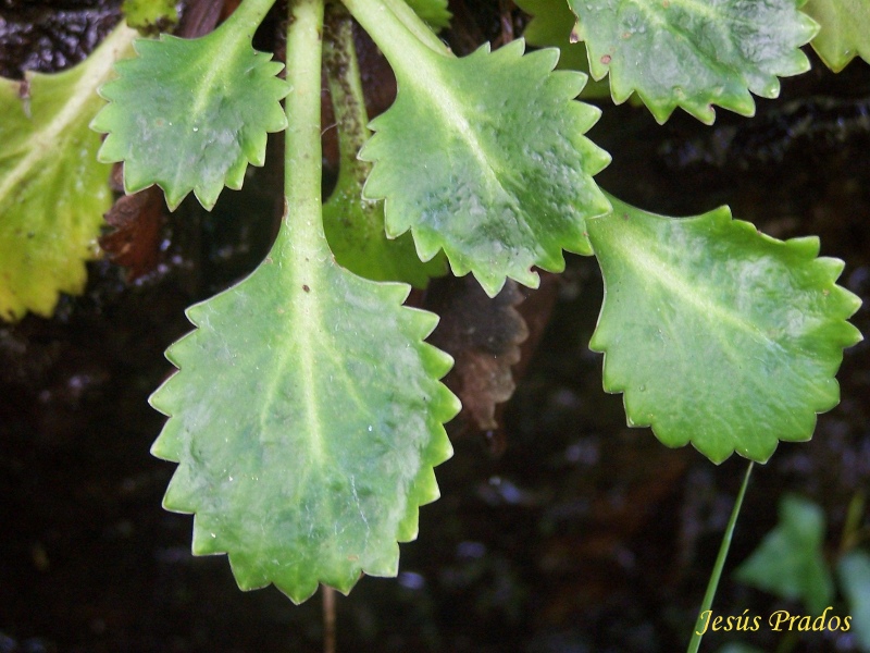 Saxifraga spathularis_2.JPG