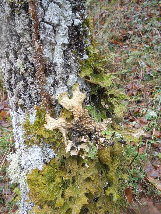 Lobaria sp.jpg